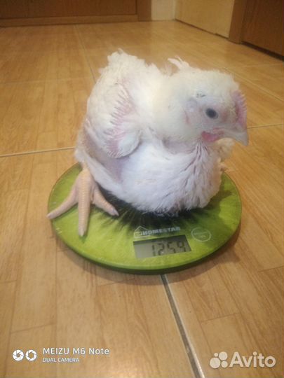 Бройлерные цыплята Кобб 700
