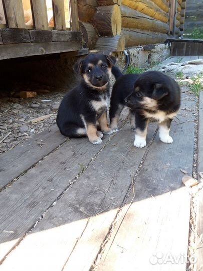 Щенки дворняжки мальчики