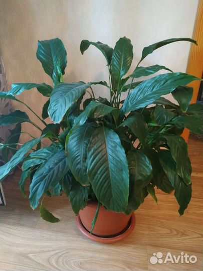 Спатифиллум