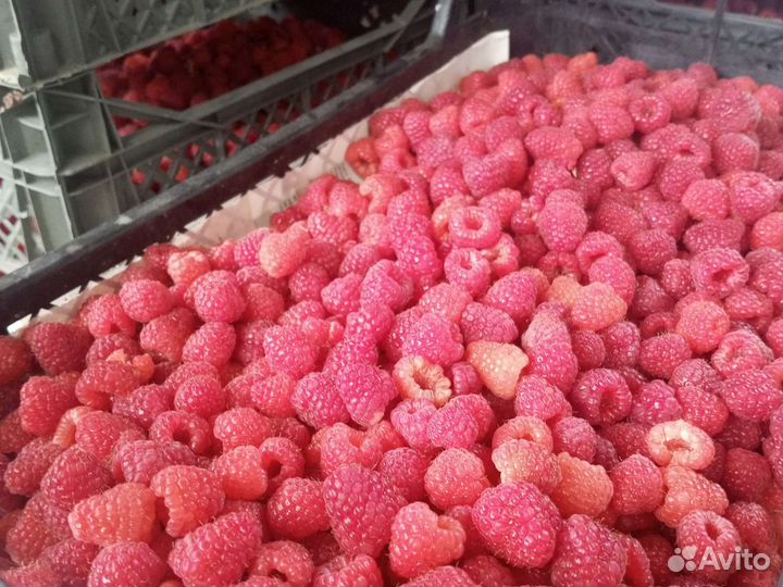 Ягоды малины