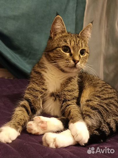 Кошка П-О-т-е-Р-я-Л-а-С-ь