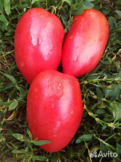 Семена низкорослых томатов