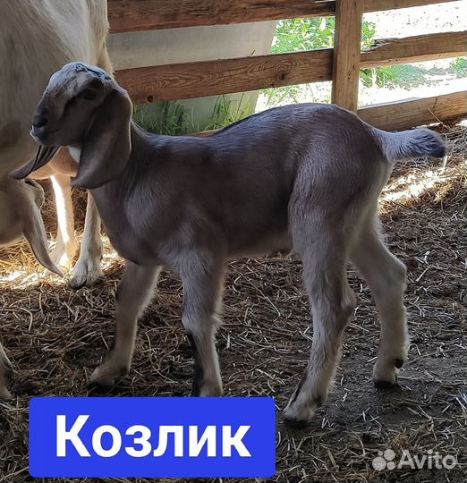 Козлята нубийской породы