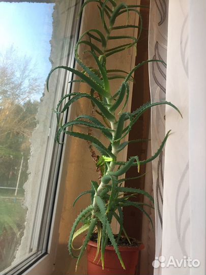 Алоэ лечебное 70 см