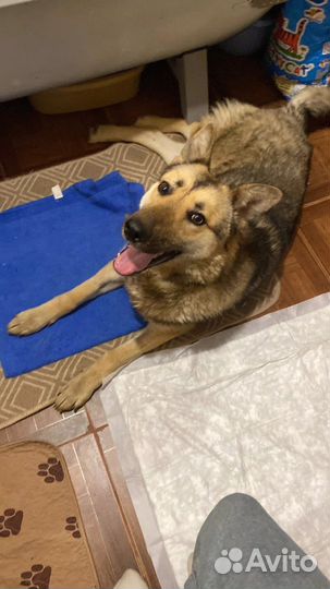 Собака в добрые руки