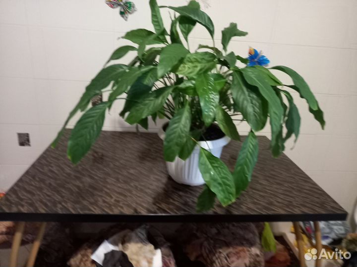 Спатифиллум