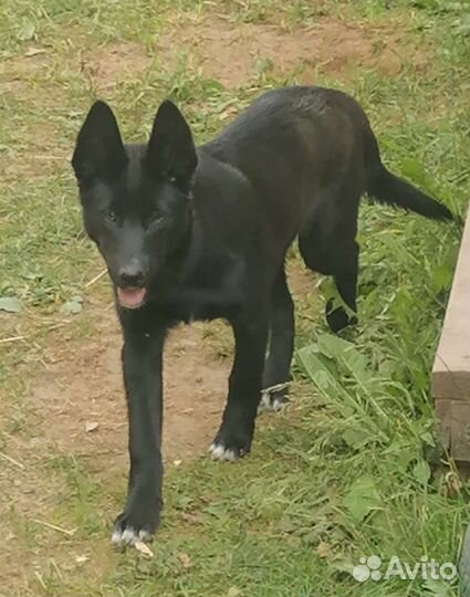 Собаки щенки отдам в добрые руки