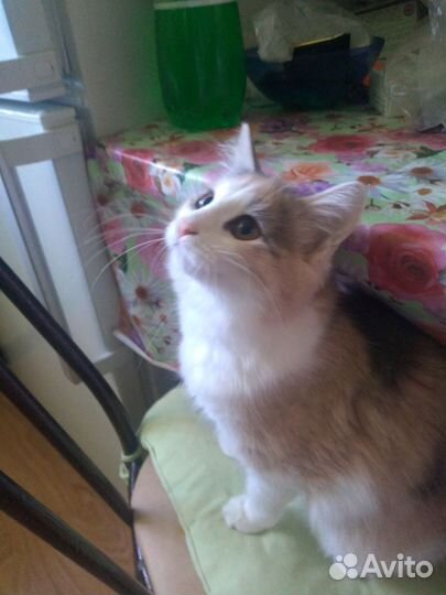 Кошечка Пуся