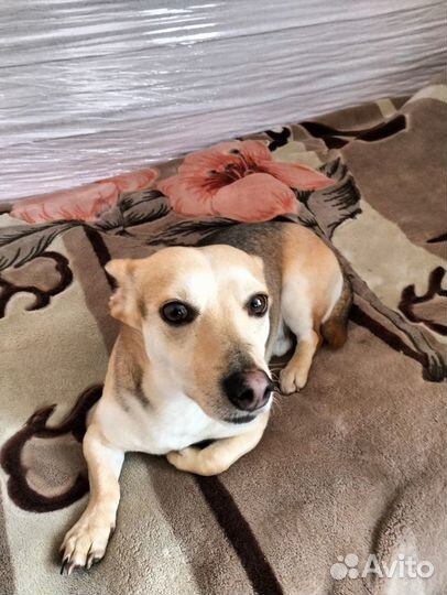 Собака в добрые руки маленькая порода