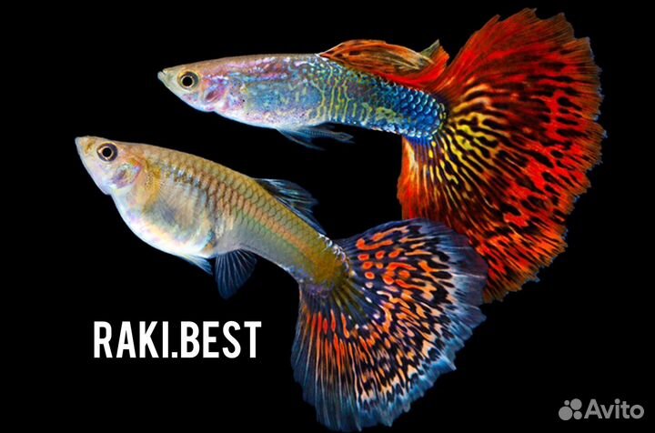 Рыба гуппи только опт