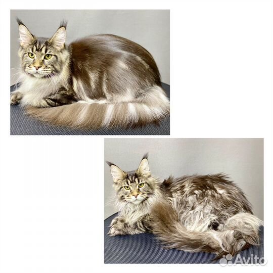 Стрижка Грумер Мейн-кун Кошки