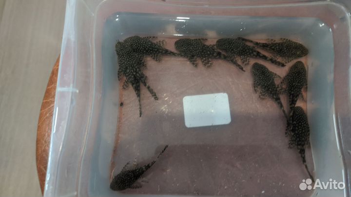 Анциструсы