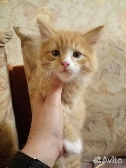 Котята муйн кун