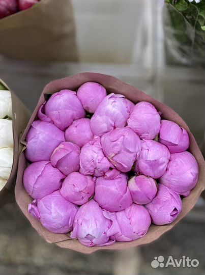 Пионы Итальянские Букет Пионов Пионы