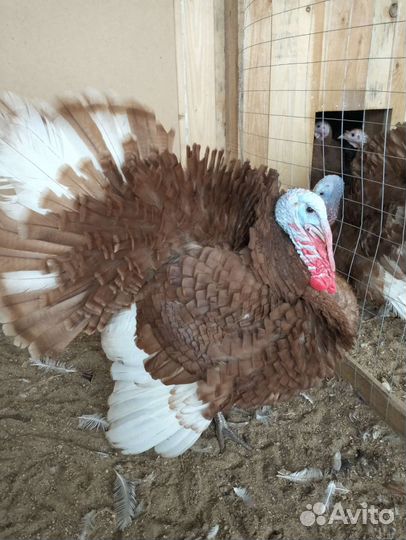 Индюк на плямя