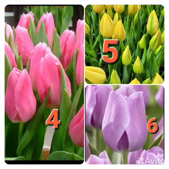 Тюльпаны