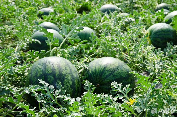 Семена арбуза