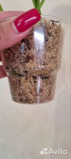 Монстера еллоу сплеш