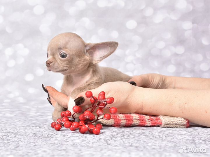 Щенки чихуахуа