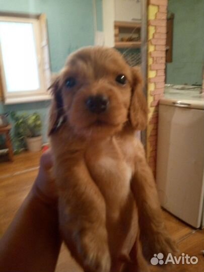 Собака русский спаниэль