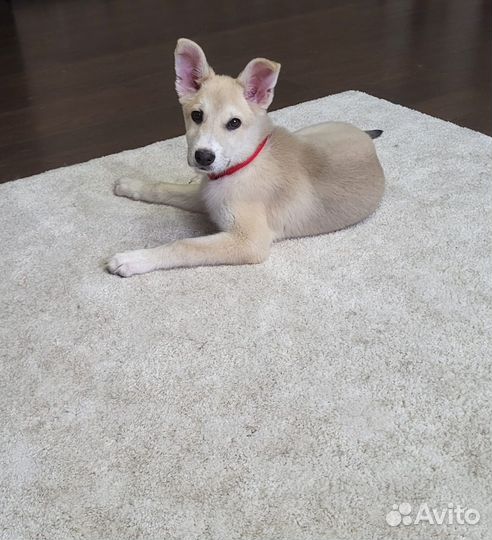 Девочка щенок