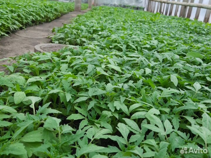 Рассада помидор 23 сорта,перец, и Т.Д