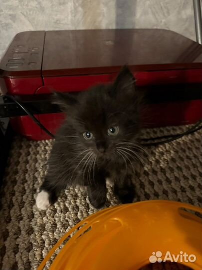 Британские вислоухие котята