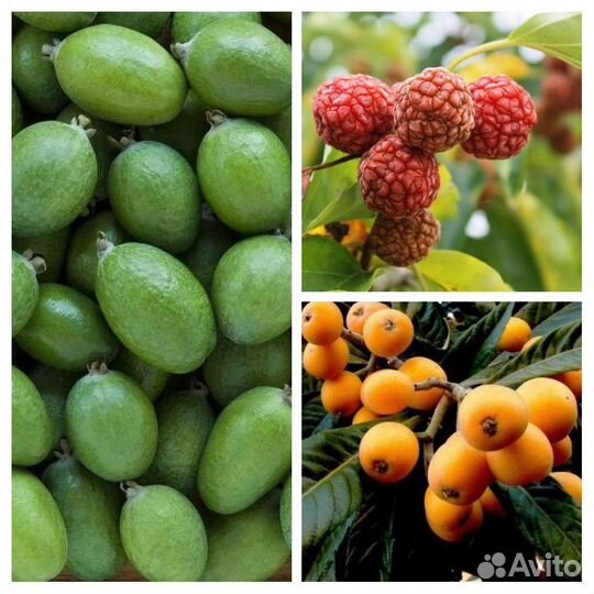 Саженцы Киви, фейхоа,кудрания,мушмула