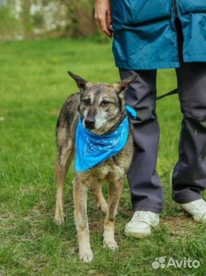 Собака пёс в добрые руки