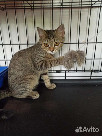 Кошка в дар бесплатно