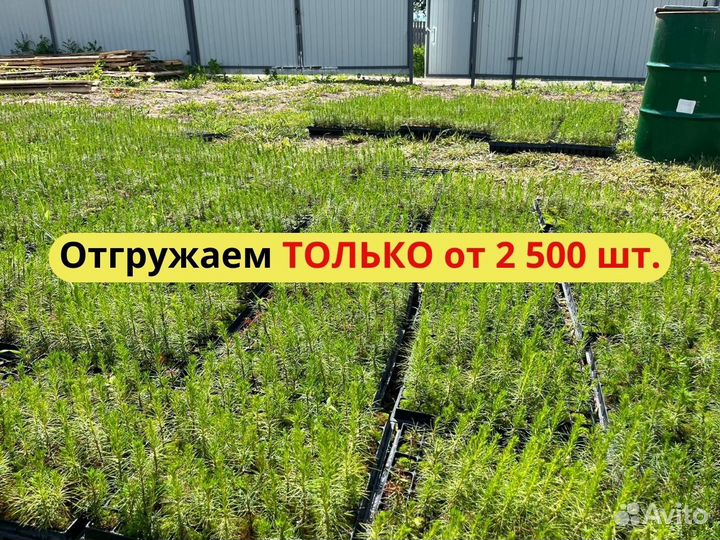 Сеянцы ели европейской окс от производителя