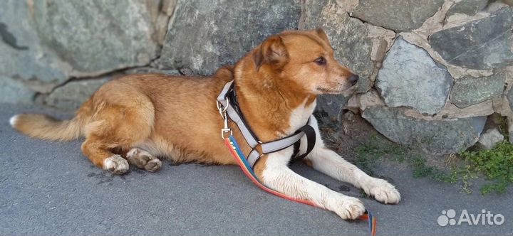 Боцману нужен дом