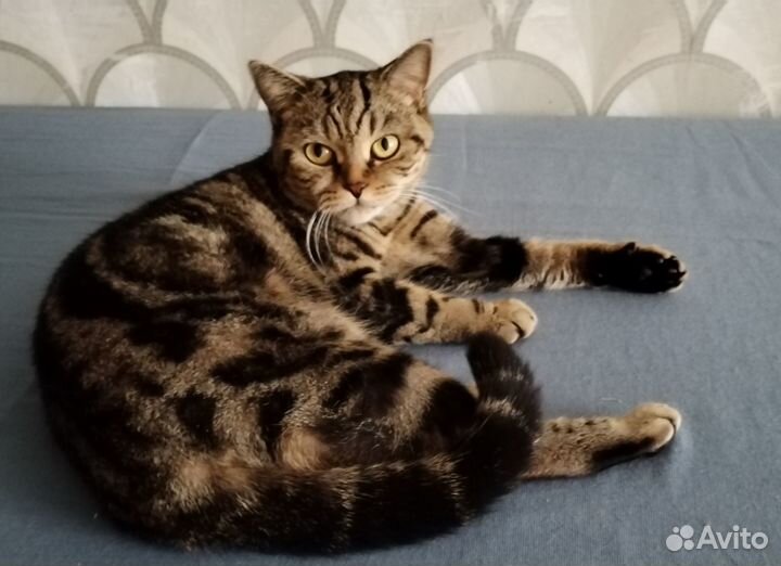 Кошка скоттиш-страйт