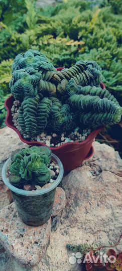 Суккуленты.Эониумы