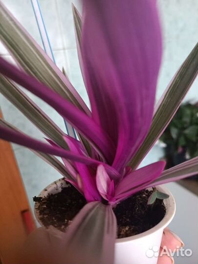 Рео биколор