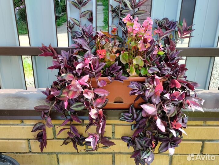 Традесканция зебрина двух расцветок