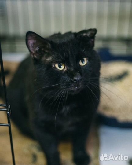 Черный кот очень ищет дом