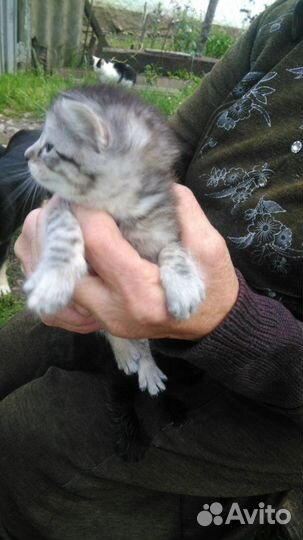 2 миленьких котенка-черный и серый