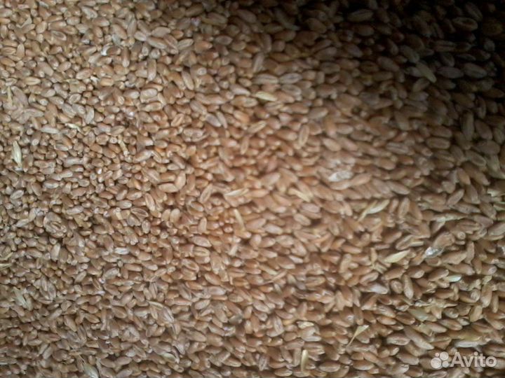 Кукуруза, пшеница, ячмень, овес, просо, зерносмесь