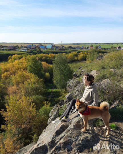 Кобель для вязки