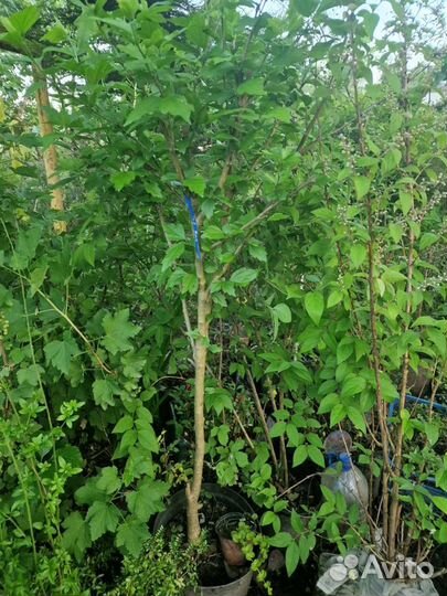 Гибискус древовидный сирийский