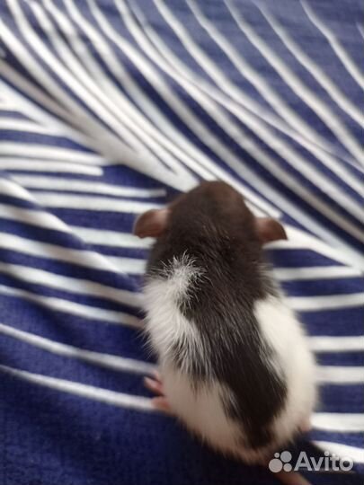 Крыса дамбо