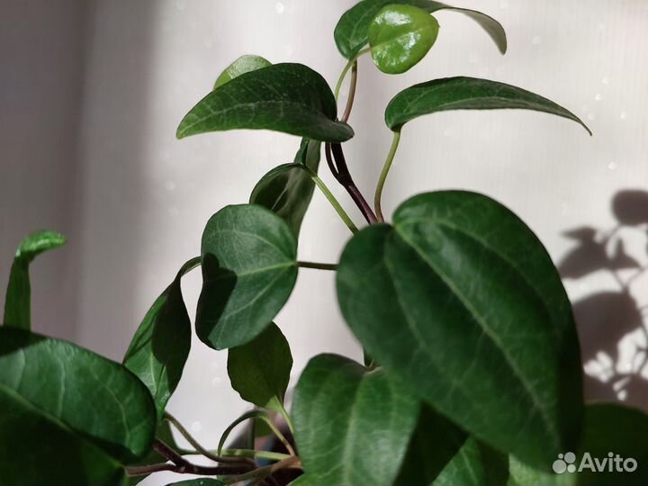 Плющ/Хедера