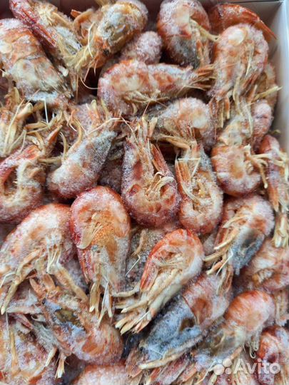 Лангустины. Креветки