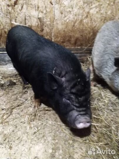 Вьетнамский вислобрюхий хряк