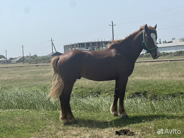 Жеребец тяжеловоз