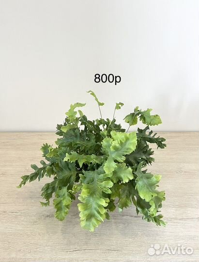 Комнатные растения