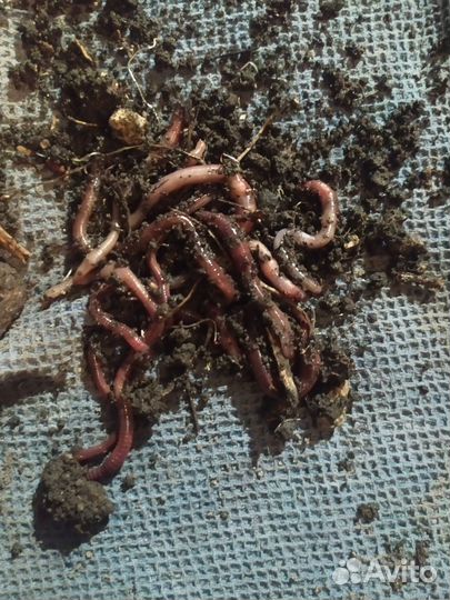 Черви для рыбалки