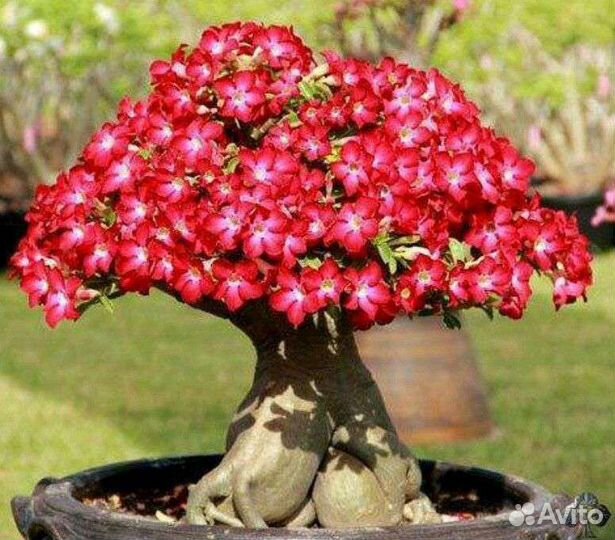 Адениум обессум, семена и саженцы