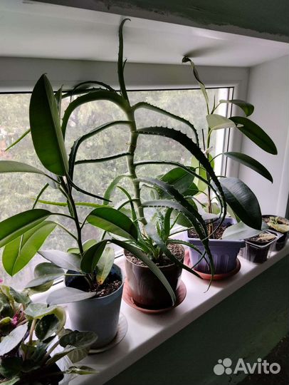 Цветок алоэ вера и Фикус